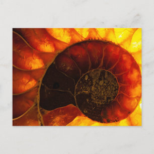 Ammonite with background illumination, Cleoniceras Postcard