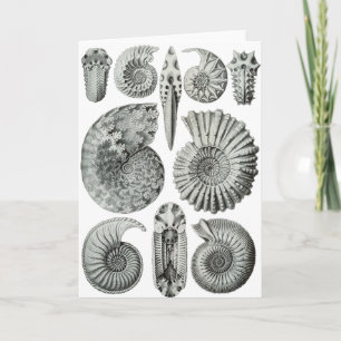 Ammonites Card