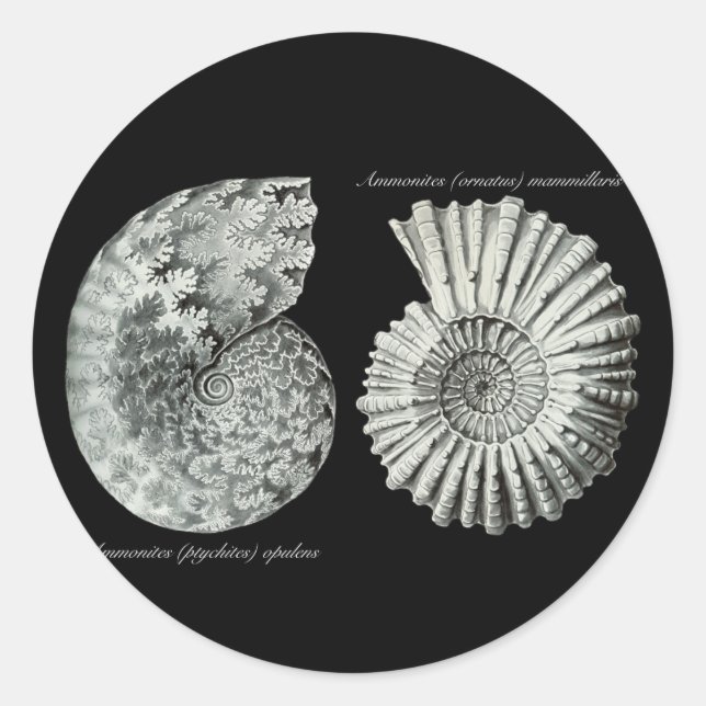 Ammonites Classic Round Sticker (Front)