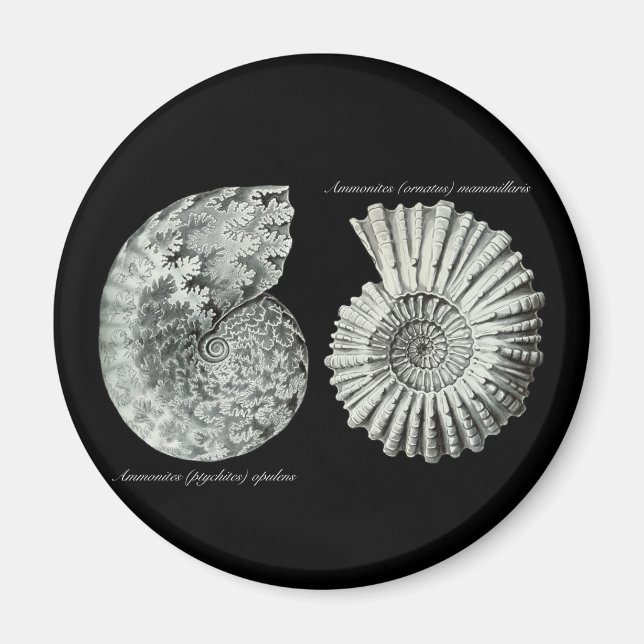 Ammonites Magnet (Front)