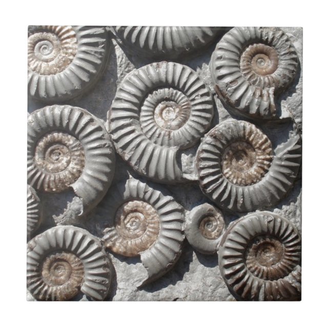 Ammonites On Rock Photo Ceramic Tile (Front)