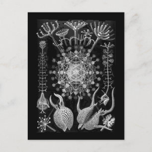 Amoeboid Protozoans Postcard