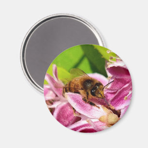 Among the Blooms – Bee on Pink Flower Magnet
