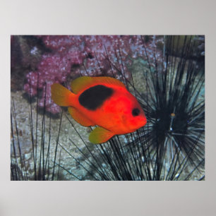 Amongst the Urchins Poster