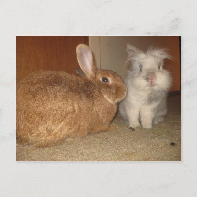 amore postcard (Front)