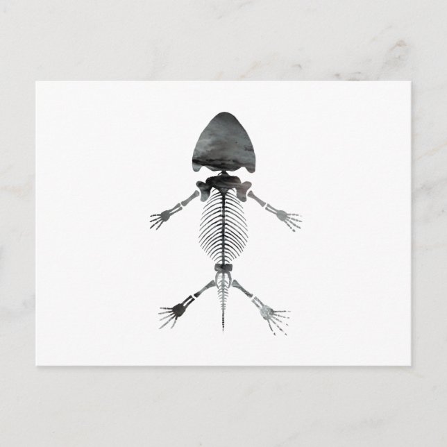 Amphibambus Skeleton Postcard (Front)