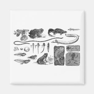 Amphibian Evolution Magnet