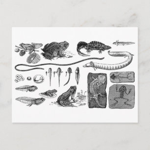 Amphibian Evolution Postcard