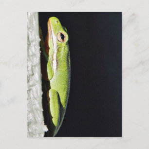 Amphibian Frog Green Frog On Wall Postcard