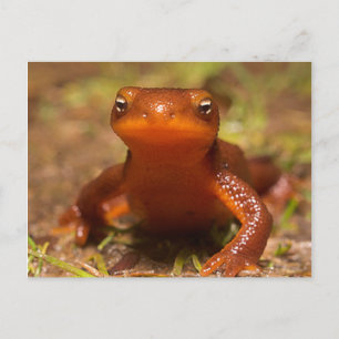 Amphibian Oregon Corvallis Reptile Postcard