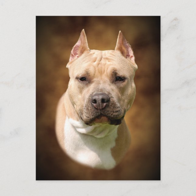 Amstaff Postcard (Front)