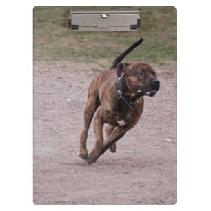 Amstaff running clipboard