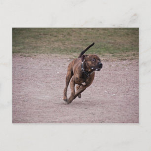 Amstaff running postcard