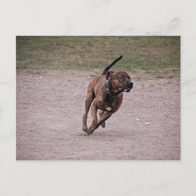 Amstaff running postcard (Front)