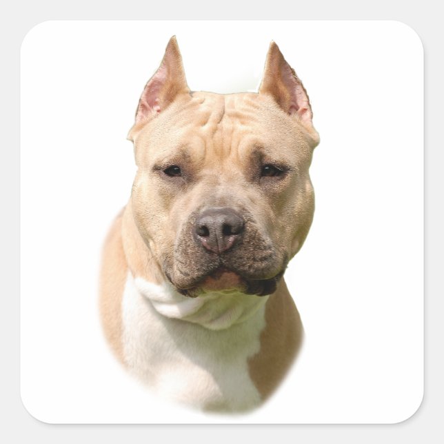 Amstaff Square Sticker (Front)