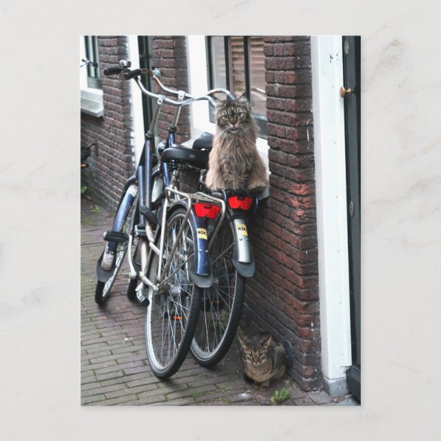 Amsterdam Cats on Bicycles Postcard (Front)