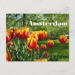 Amsterdam Orange Tulips - Spring Botanical Garden  Postcard