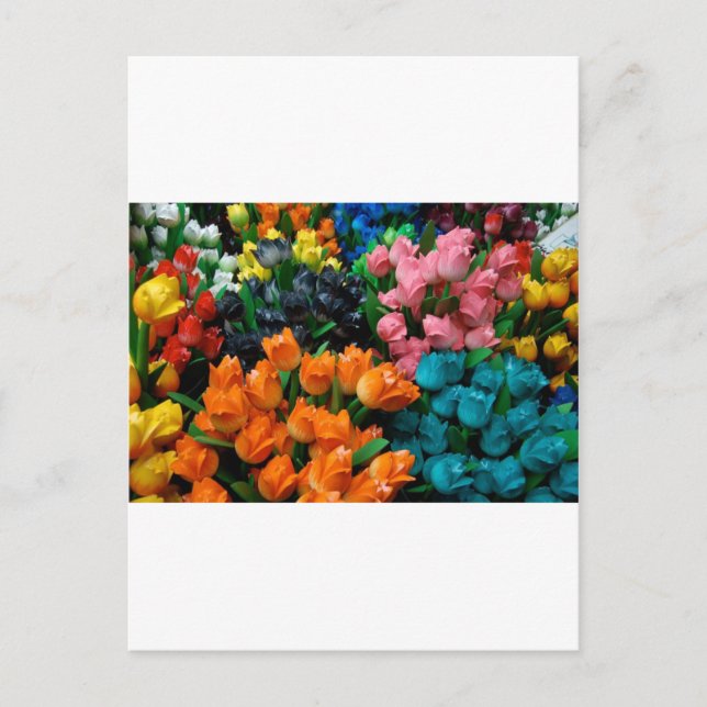 Amsterdam Tulips Postcard (Front)