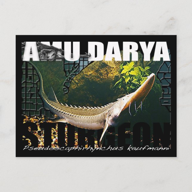 Amu Darya Sturgeon Postcard (Front)