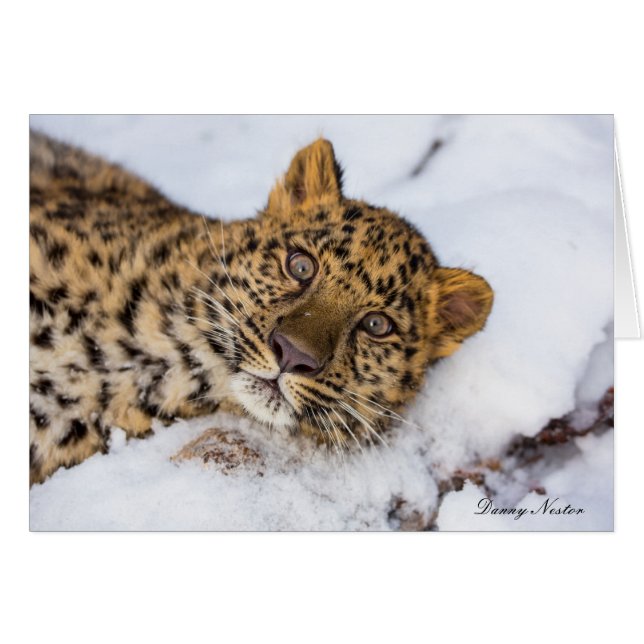 Amur (Front Horizontal)