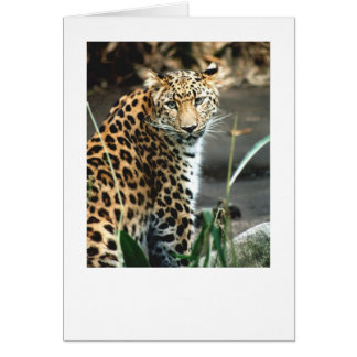 Amur Leopard