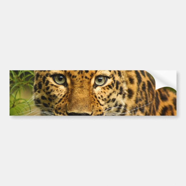 Amur Leopard Bumper Sticker (Front)
