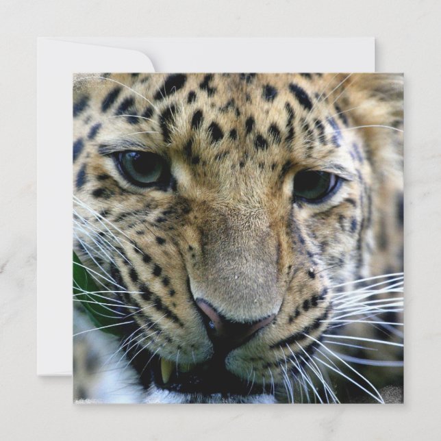 Amur Leopard Invitations (Front)