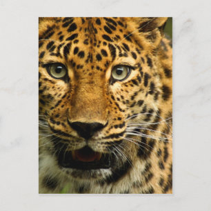 Amur Leopard Postcard
