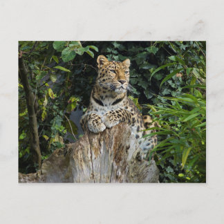 Amur Leopard Postcard