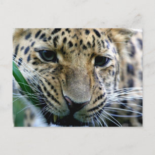Amur Leopard  Postcards