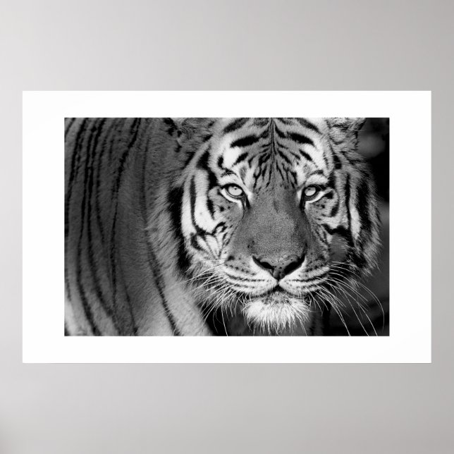 Amur Tiger #1 Poster (Front)