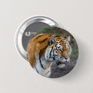 Amur tiger 6 cm round badge