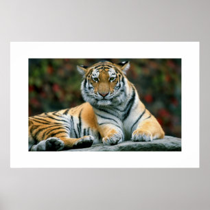 Amur Tiger #6 Poster