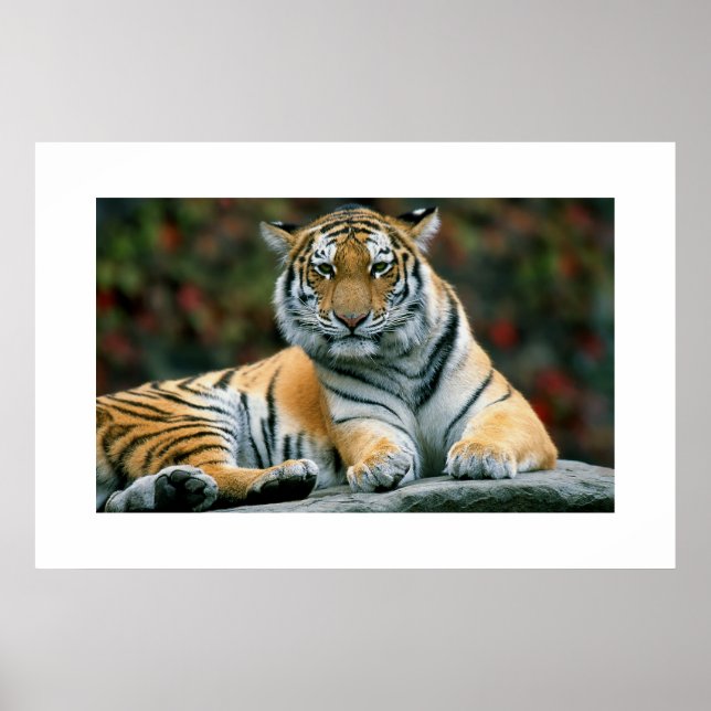 Amur Tiger #6 Poster (Front)