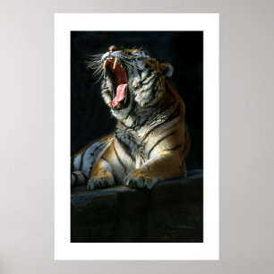 Amur Tiger #7-Poster Poster