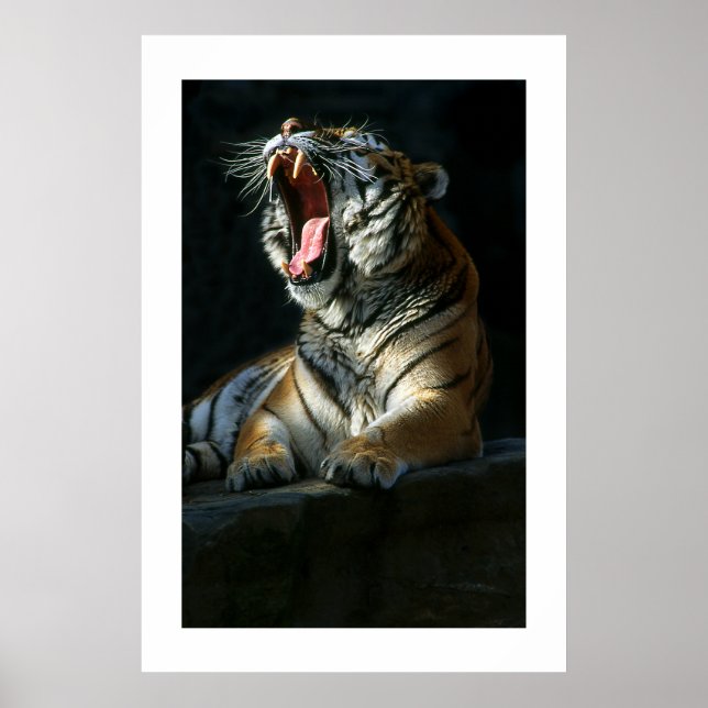 Amur Tiger #7-Poster Poster (Front)