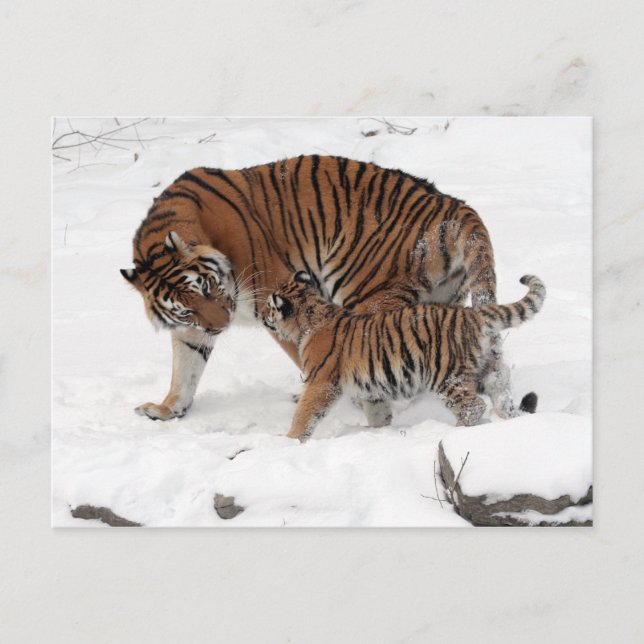 Amur tiger and Cub Postcard (Front)
