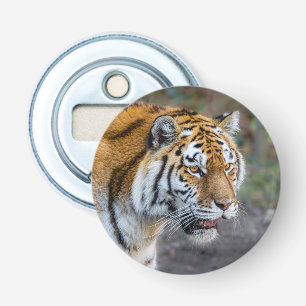 Amur tiger bottle opener