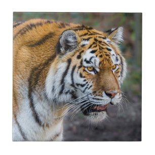 Amur tiger ceramic tile