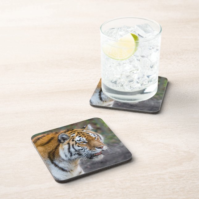 Amur tiger coaster (Right Side)