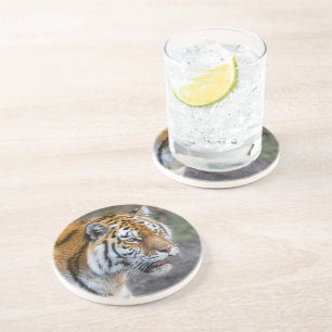 Amur tiger coaster