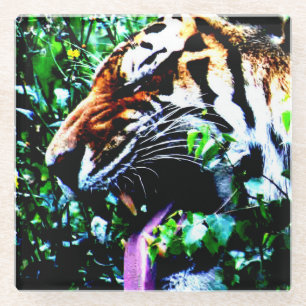Amur Tiger coastercnm Glass Coaster