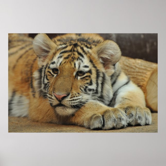 Amur Tiger Cub Poster (Front)