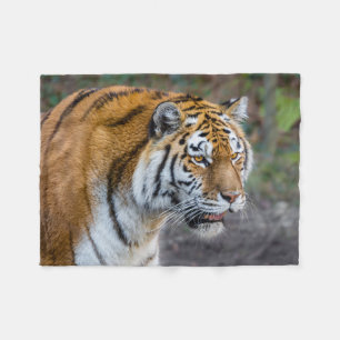 Amur tiger fleece blanket