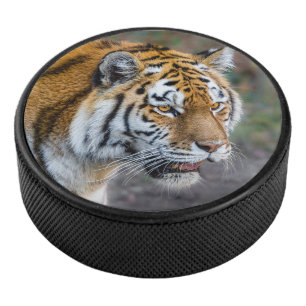 Amur tiger hockey puck