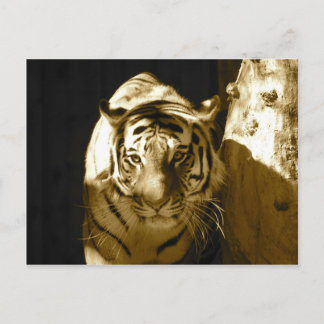 Amur Tiger in Sepia Postcard