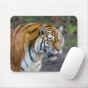 Amur tiger mouse pad