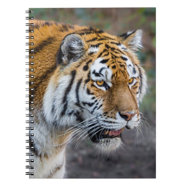 Amur tiger notebook (Front)