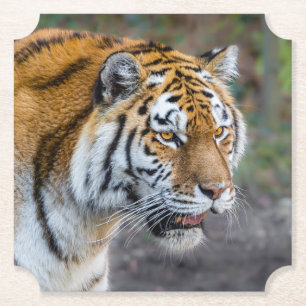 Amur tiger paper coaster