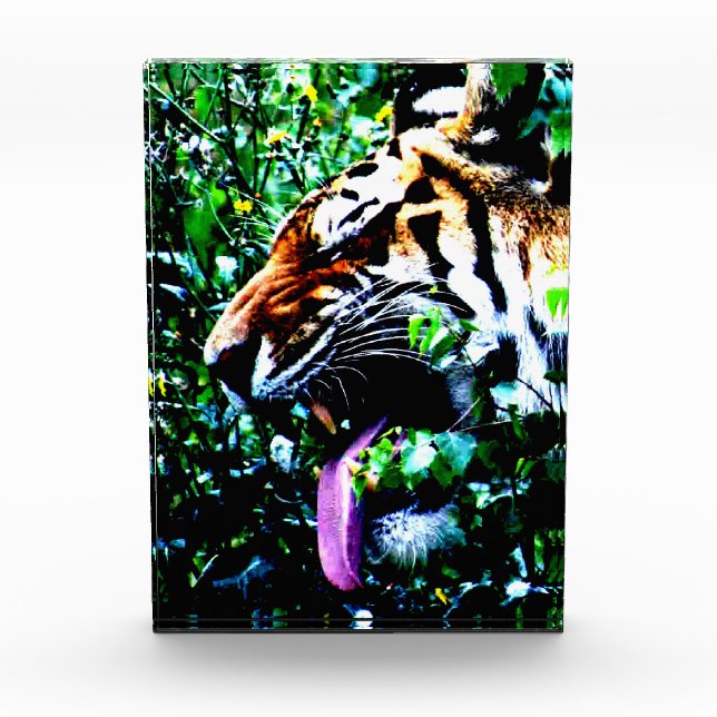 Amur Tiger pbcna Photo Block (Front)